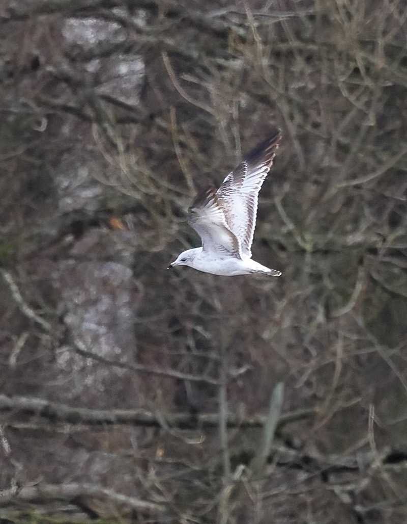 ring-billed gull